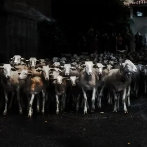 Efterfrågad | Catarina Kent - Sheepwalk III